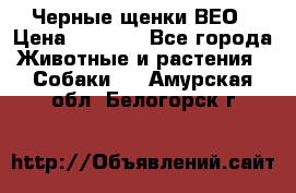 Черные щенки ВЕО › Цена ­ 5 000 - Все города Животные и растения » Собаки   . Амурская обл.,Белогорск г.